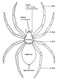 Edderkoppens krop