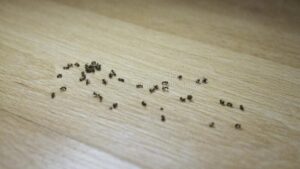 Døde myrer