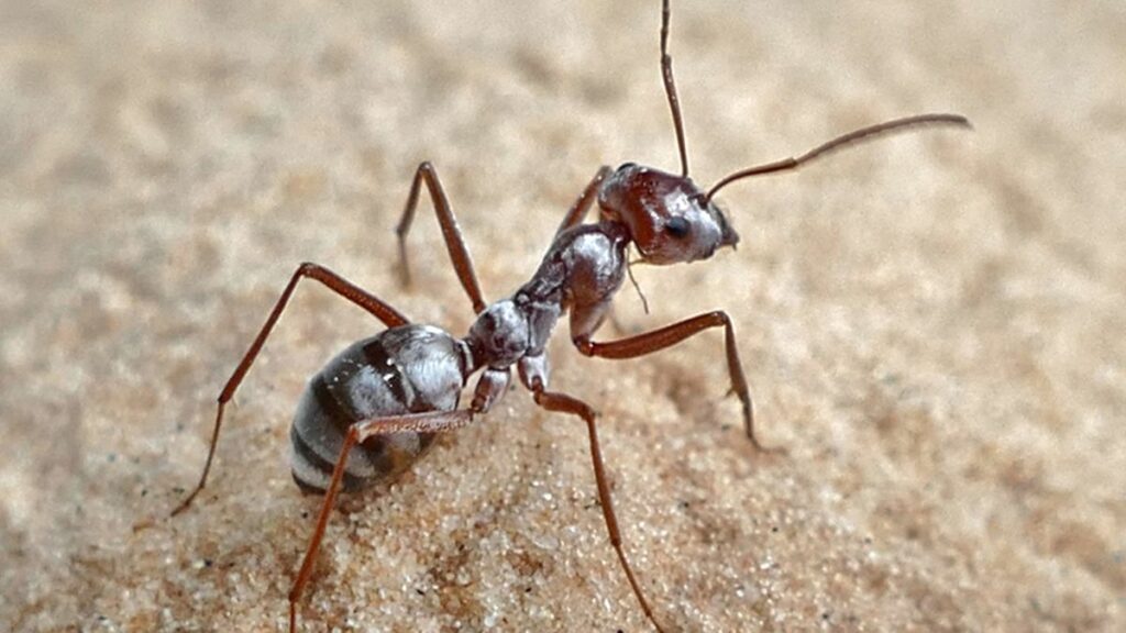 Fakta om myrer
